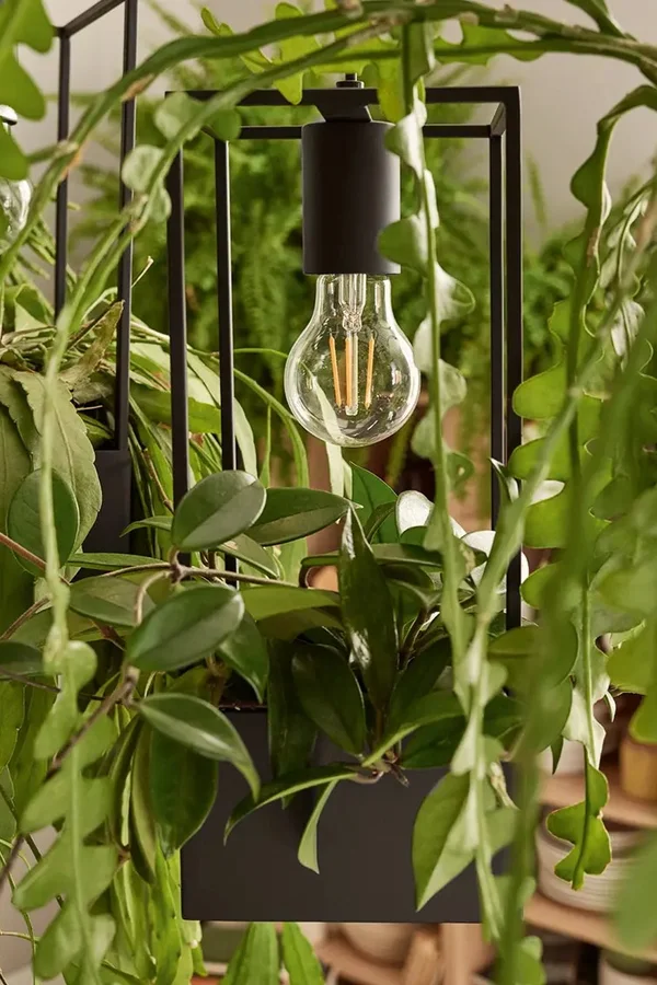 Lampa wśród roślin wiszących 